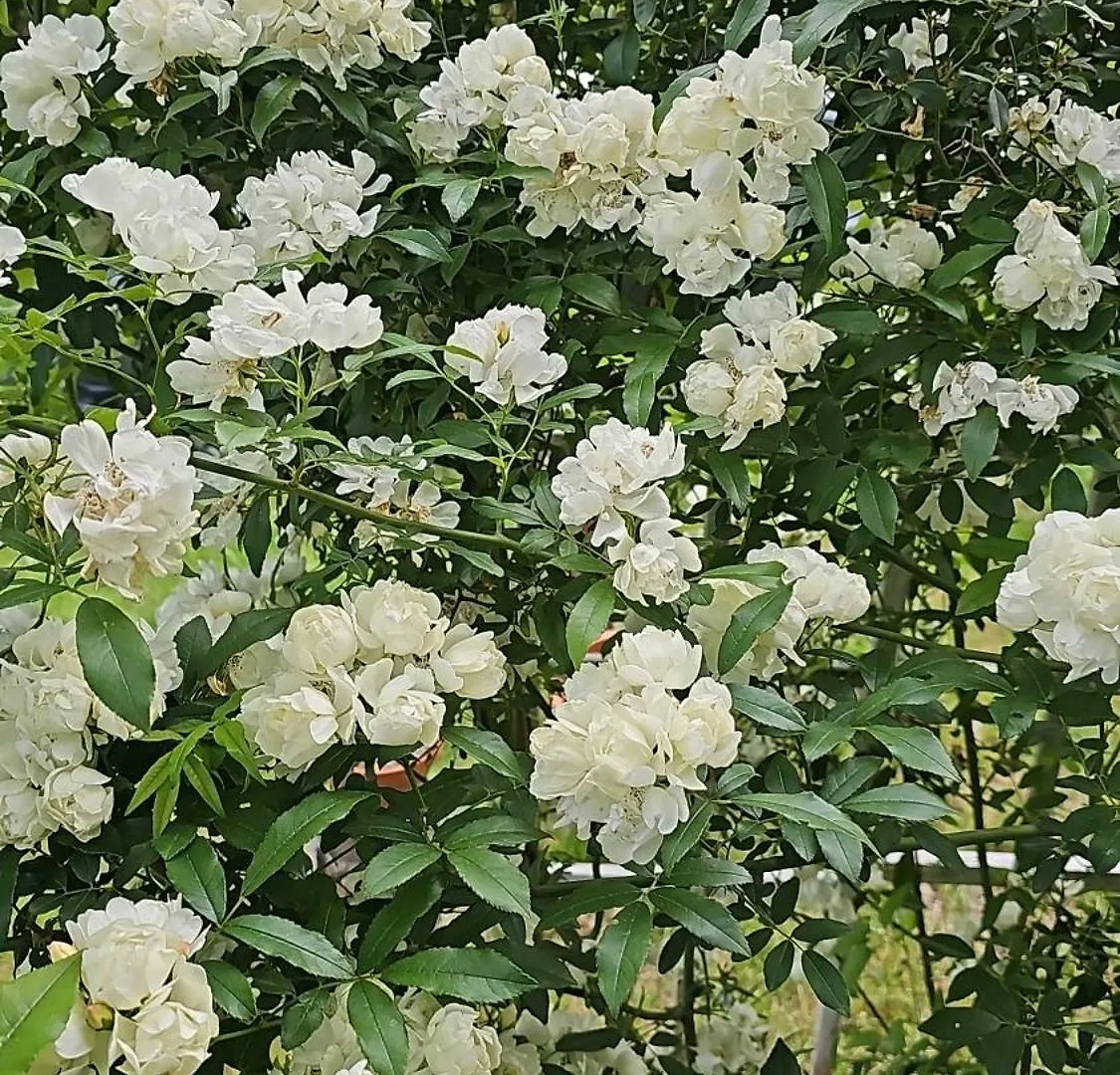 Al Giardino Toscano Montecarelli